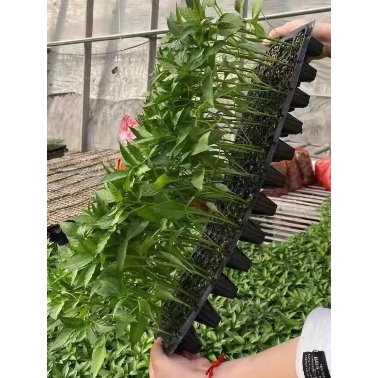 蔬菜苗番茄秧辣椒幼子黄瓜