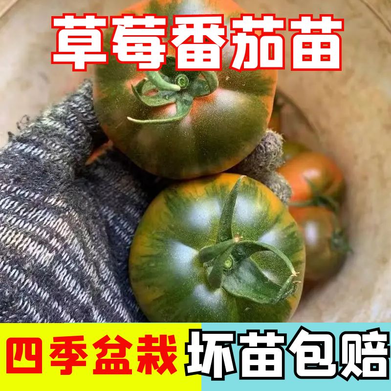 铁皮草莓柿子苗子种苗西红柿大全水果秧苗番茄苗秧孑苗柿子苗子