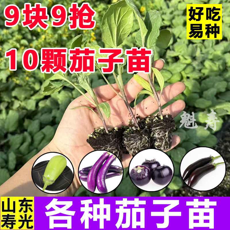 四季茄子苗秧苗紫把长茄苗绿冠青茄子苗紫红线茄苗圆茄子四季菜苗