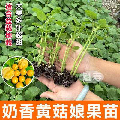 黄姑娘果苗灯笼秧树四季高
