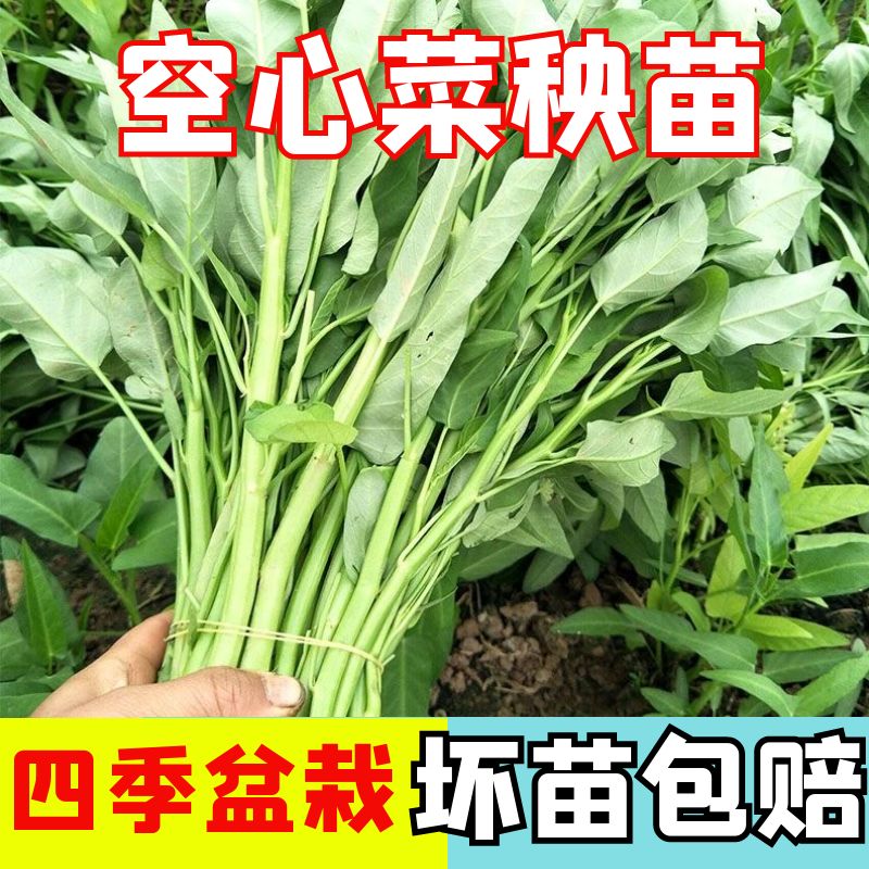 正宗柳叶空心菜阳台盆栽