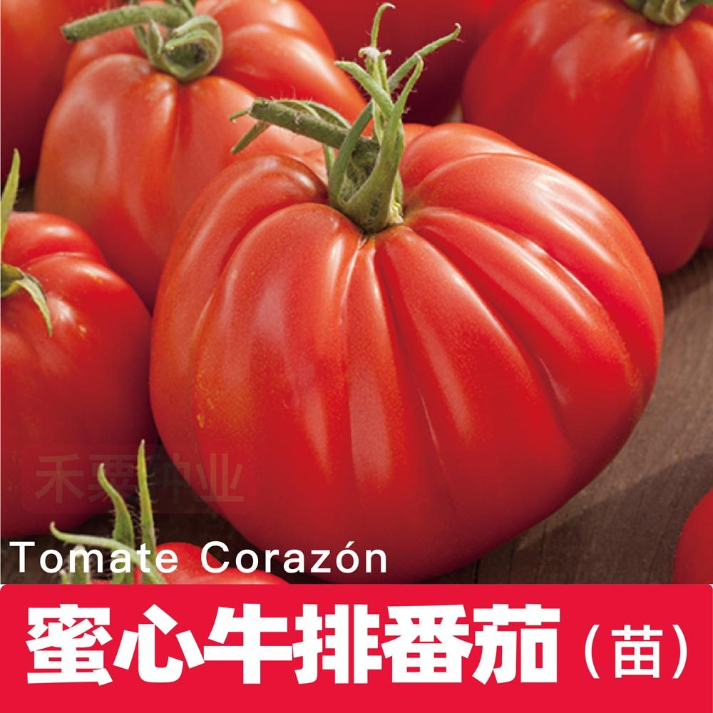 蜜心牛排番茄秧苗老品种传