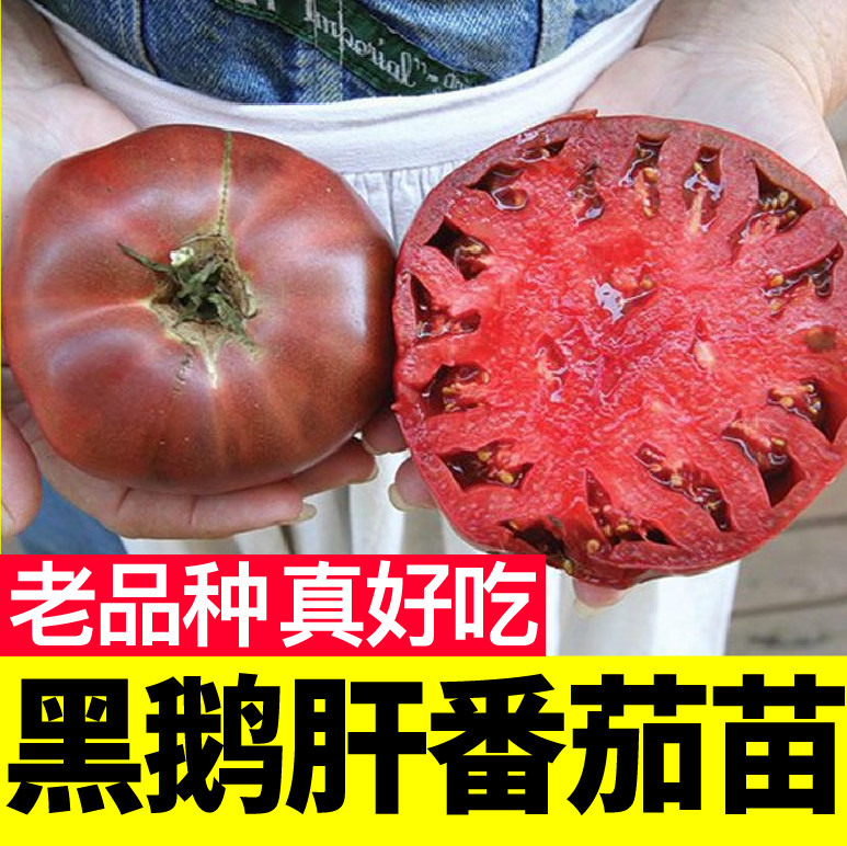 山东寿光老品种黑鹅肝番茄