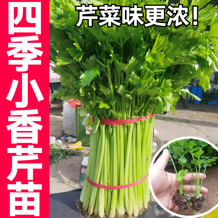 寿光速生四季小香芹苗秧带