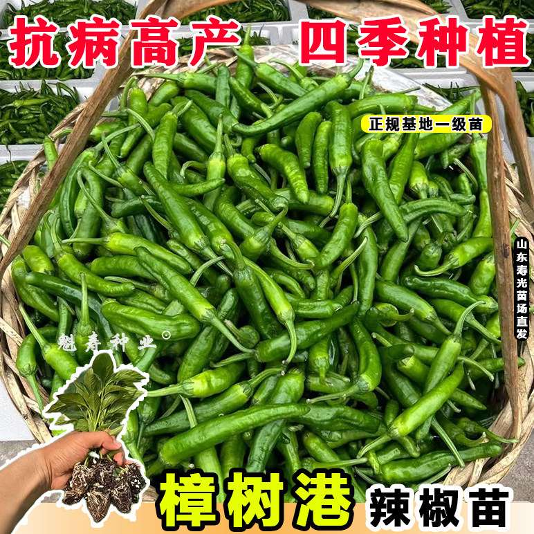 寿光樟树港辣椒苗秧正宗湖