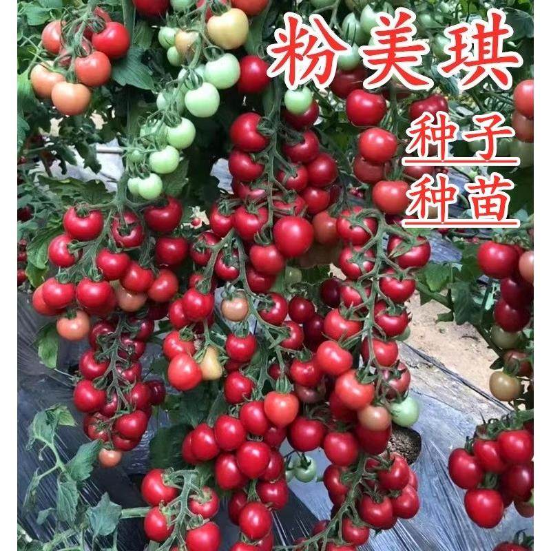 樱桃番茄种子圣女果籽贝小