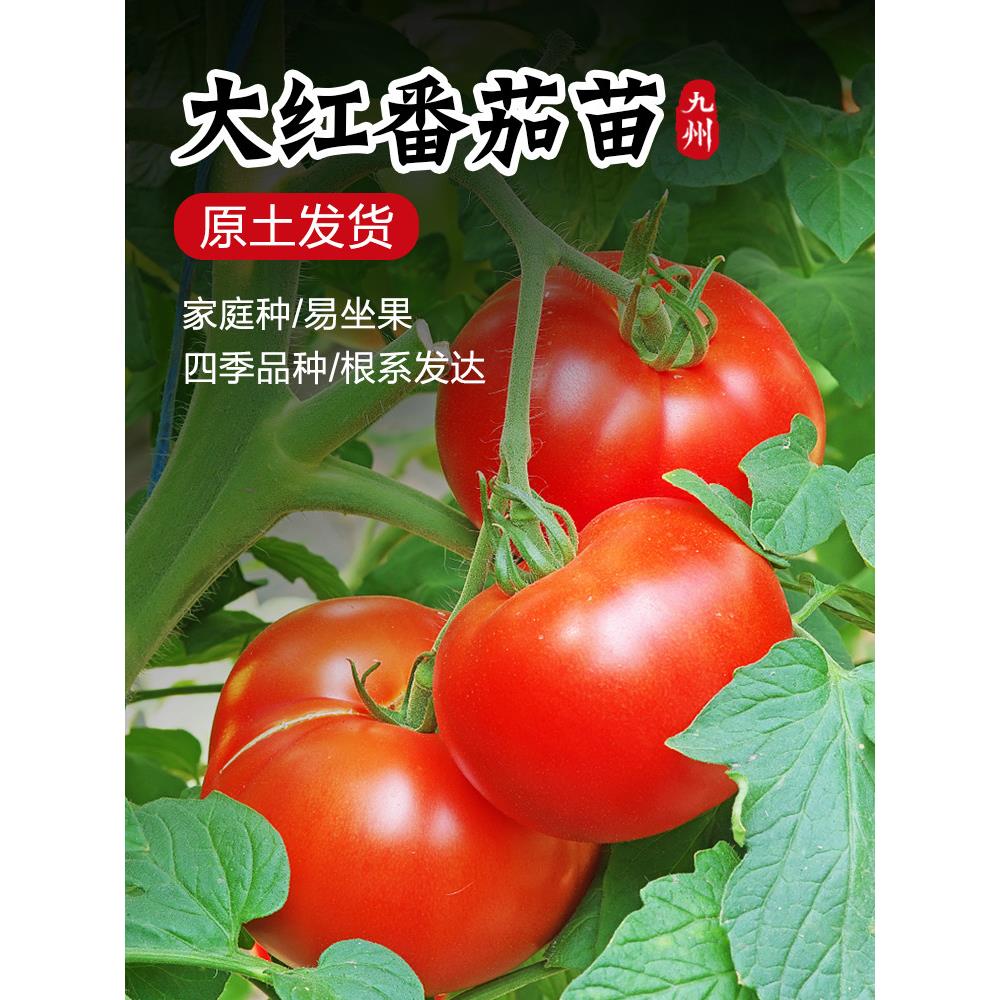 硬果大红番茄苗秧石头西柿