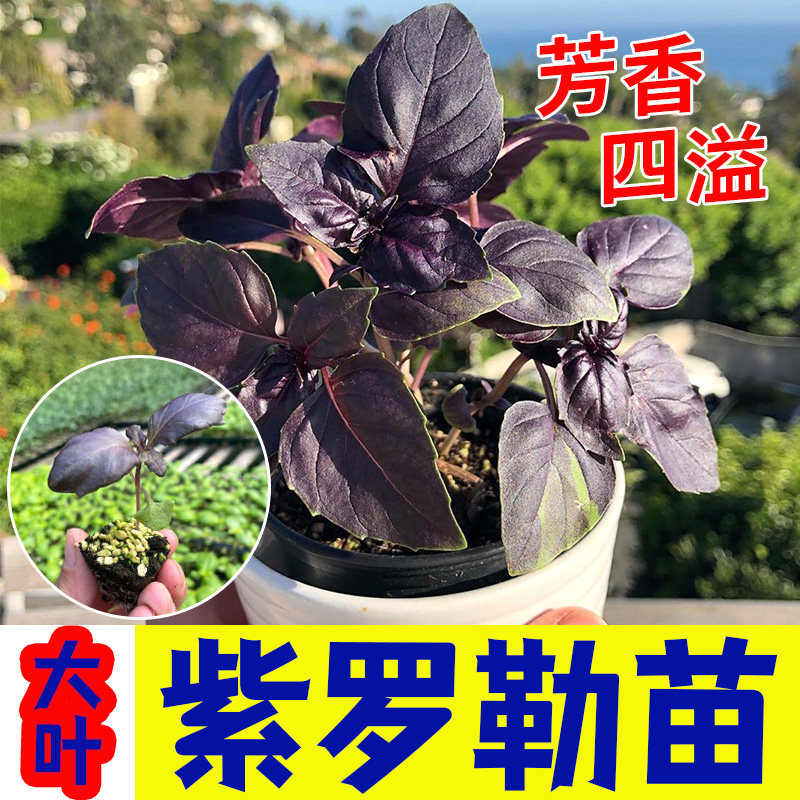 大叶紫罗勒秧苗种子食用调
