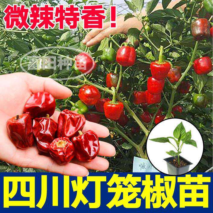 四川灯笼椒苗秧带土微辣特