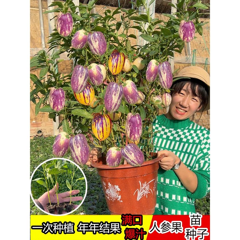 人参果苗四季长圆阳台盆栽