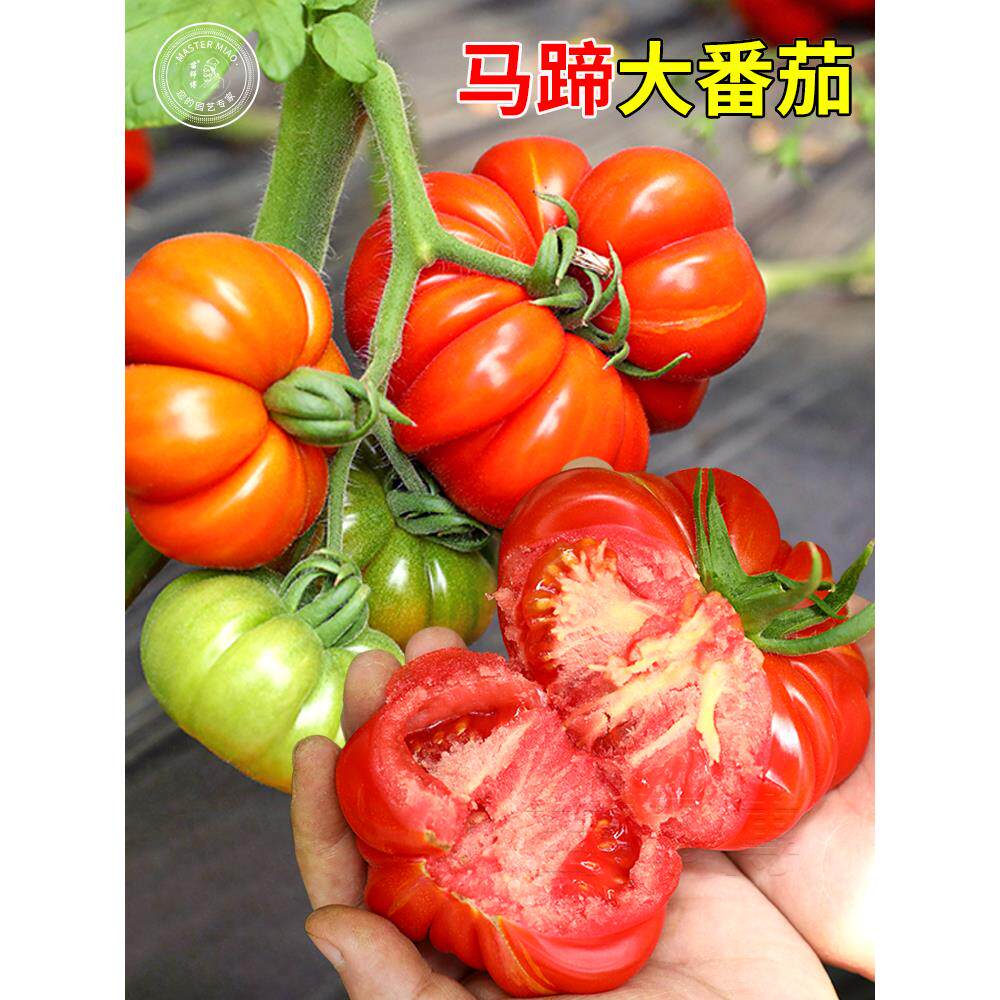 马蹄番茄种子潮汕老品大西