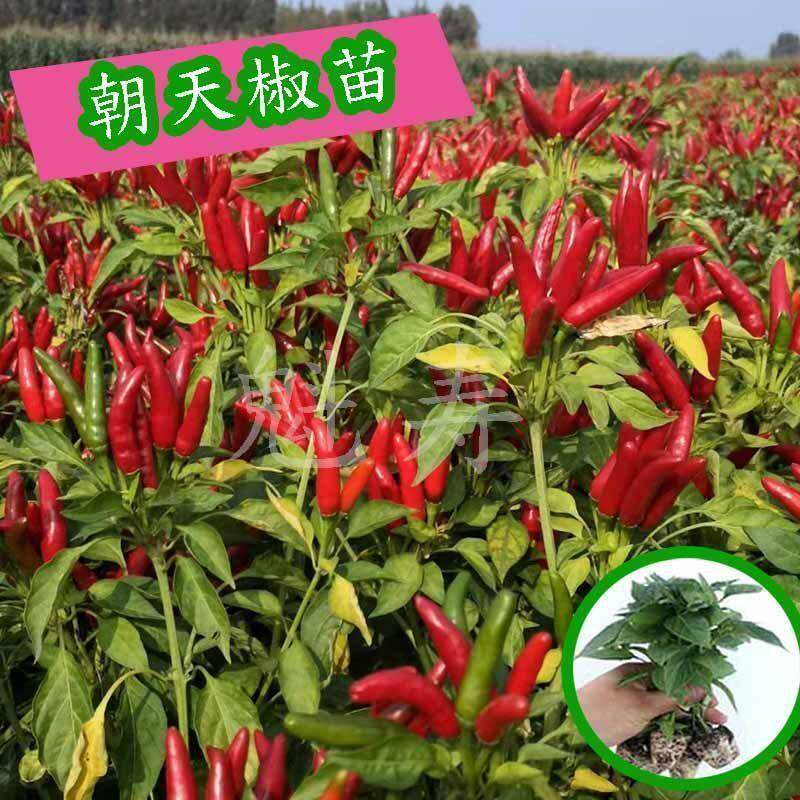 朝天椒苗抗病小米辣种籽超