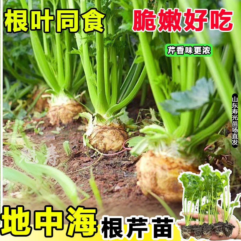 山东寿光正宗地中海根芹苗