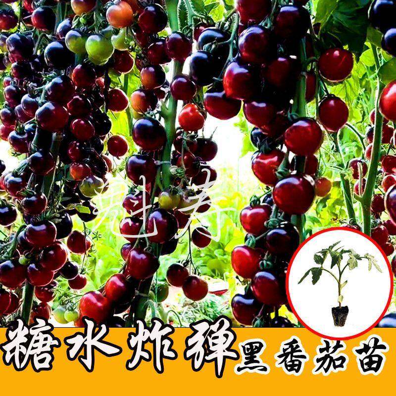 黑骑士樱桃番茄种苗四季西