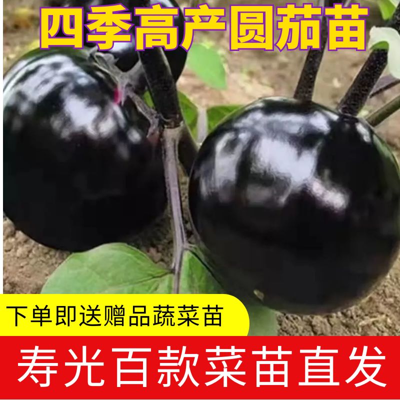 紫色圆茄种苗紫皮圆茄子秧苗阳台盆栽庭院种籽四季种植包邮高产苗