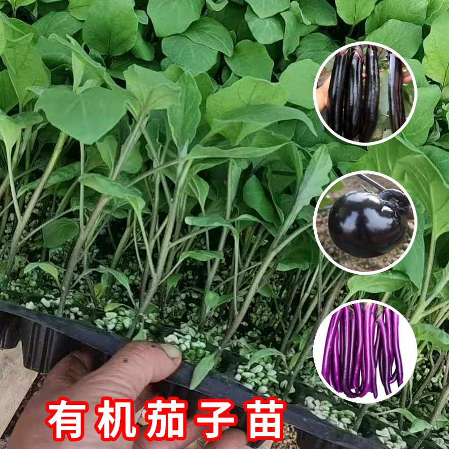 杭茄一号长种子苗特大秧全