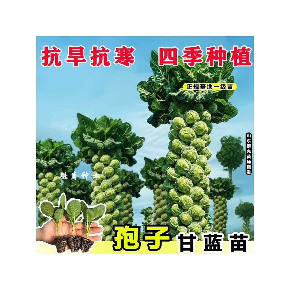 山东寿光孢子甘蓝秧苗种四