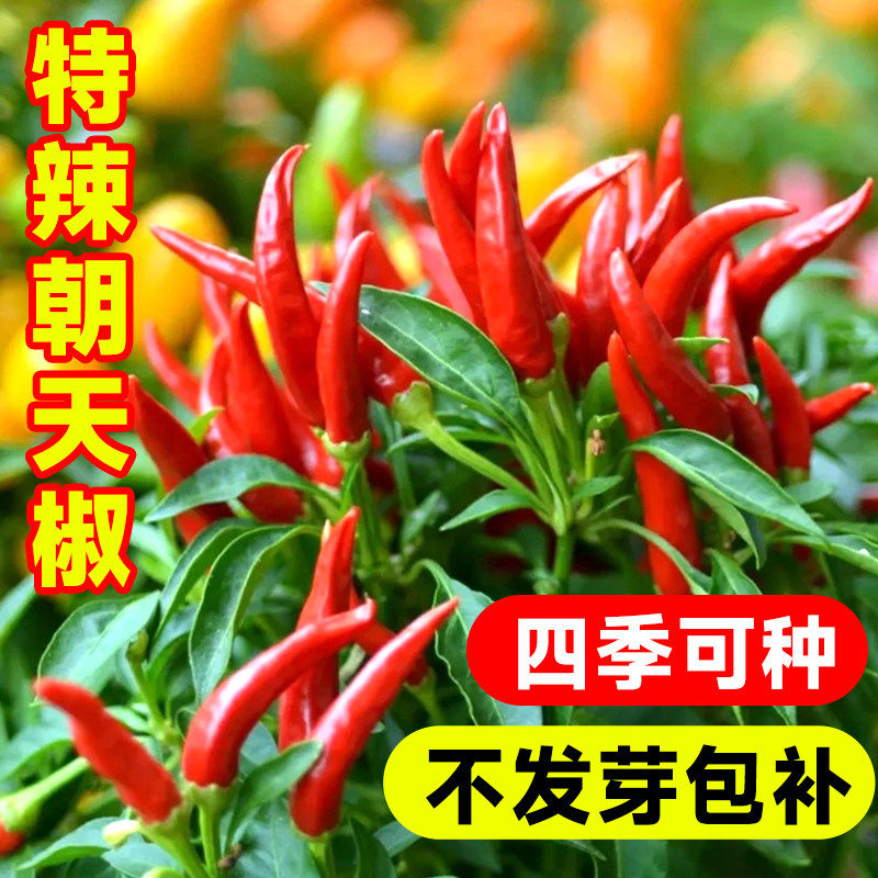 朝天椒种籽特辣小米孑指盆