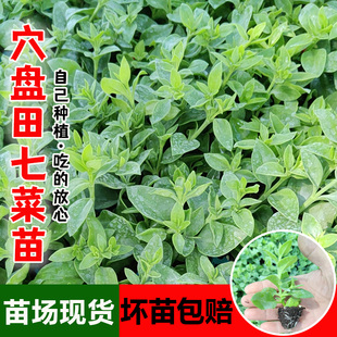 养生田七苗子特色野菜保健菜三七菜食用种子抗病耐寒强四季蔬菜