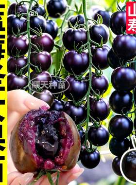 山东爆汁超甜蓝莓番茄黑玫