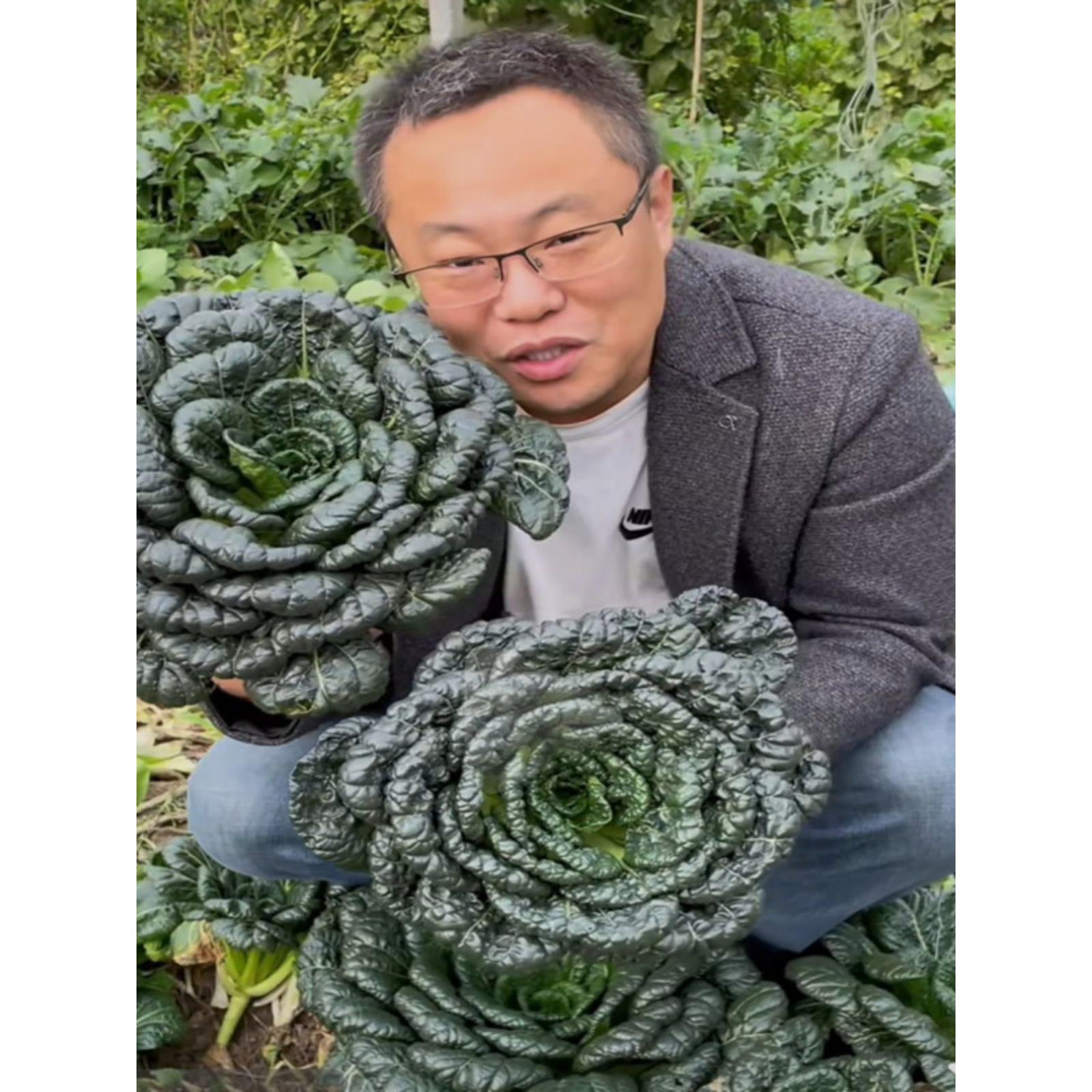 中八叶乌塌菜籽种子蔬孑四