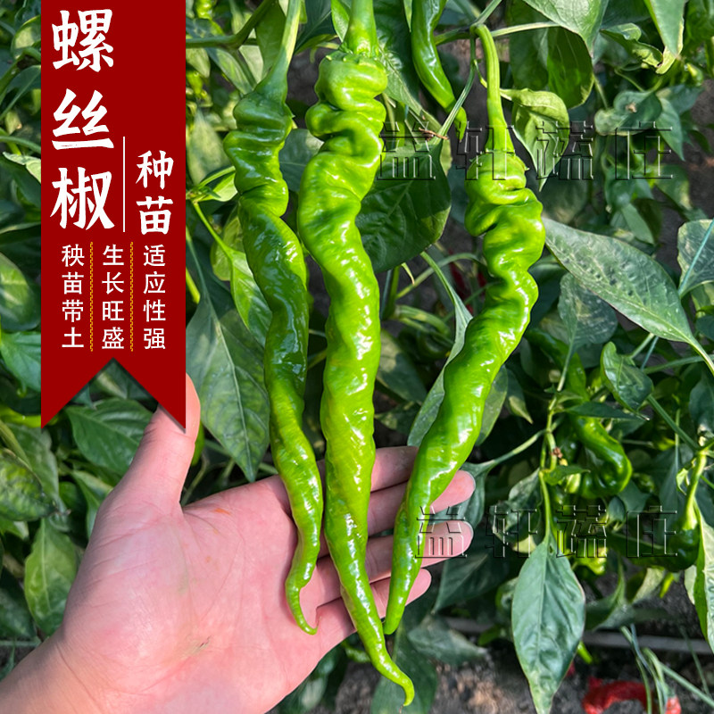 蔬菜苗秧辣椒螺丝四季播种