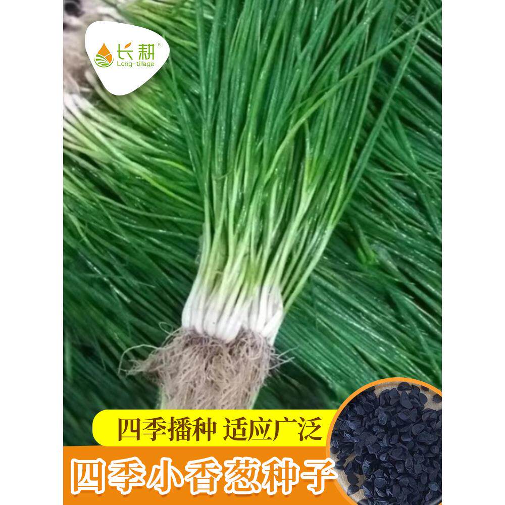山东四季小香葱种子分籽火