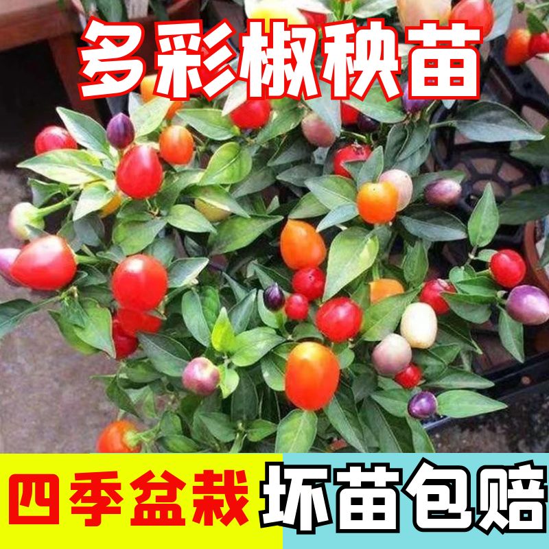 七彩辣椒苗多彩椒种苗孑苗观赏椒种苗青红椒四季盆栽阳台菜苗子秧 鲜花速递/花卉仿真/绿植园艺 家庭园艺种子 原图主图