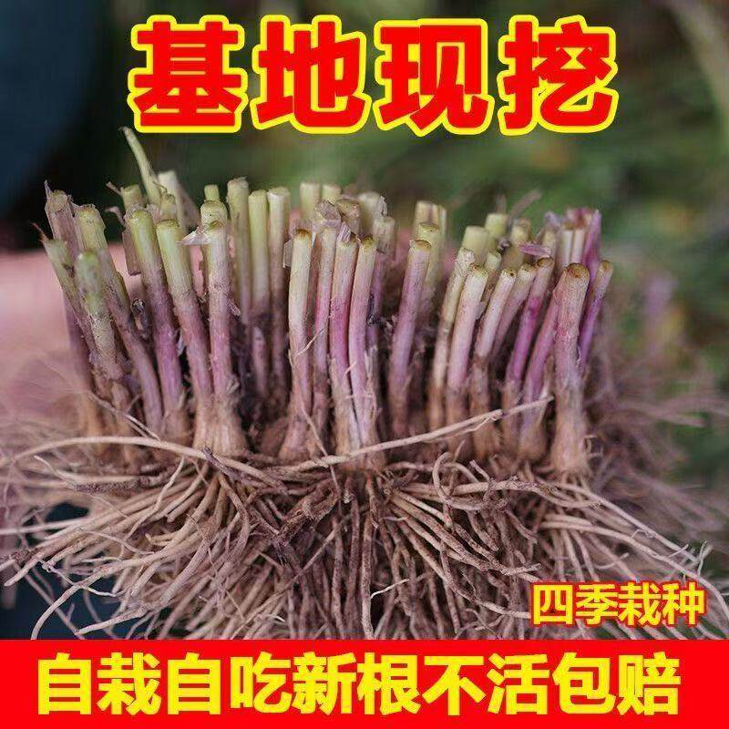 新韭菜根苗现挖宽叶紫红室