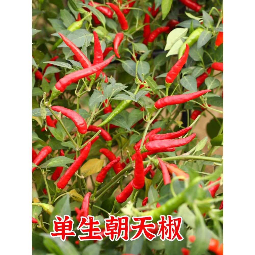 朝天椒种子籽辣树苗盆栽阳