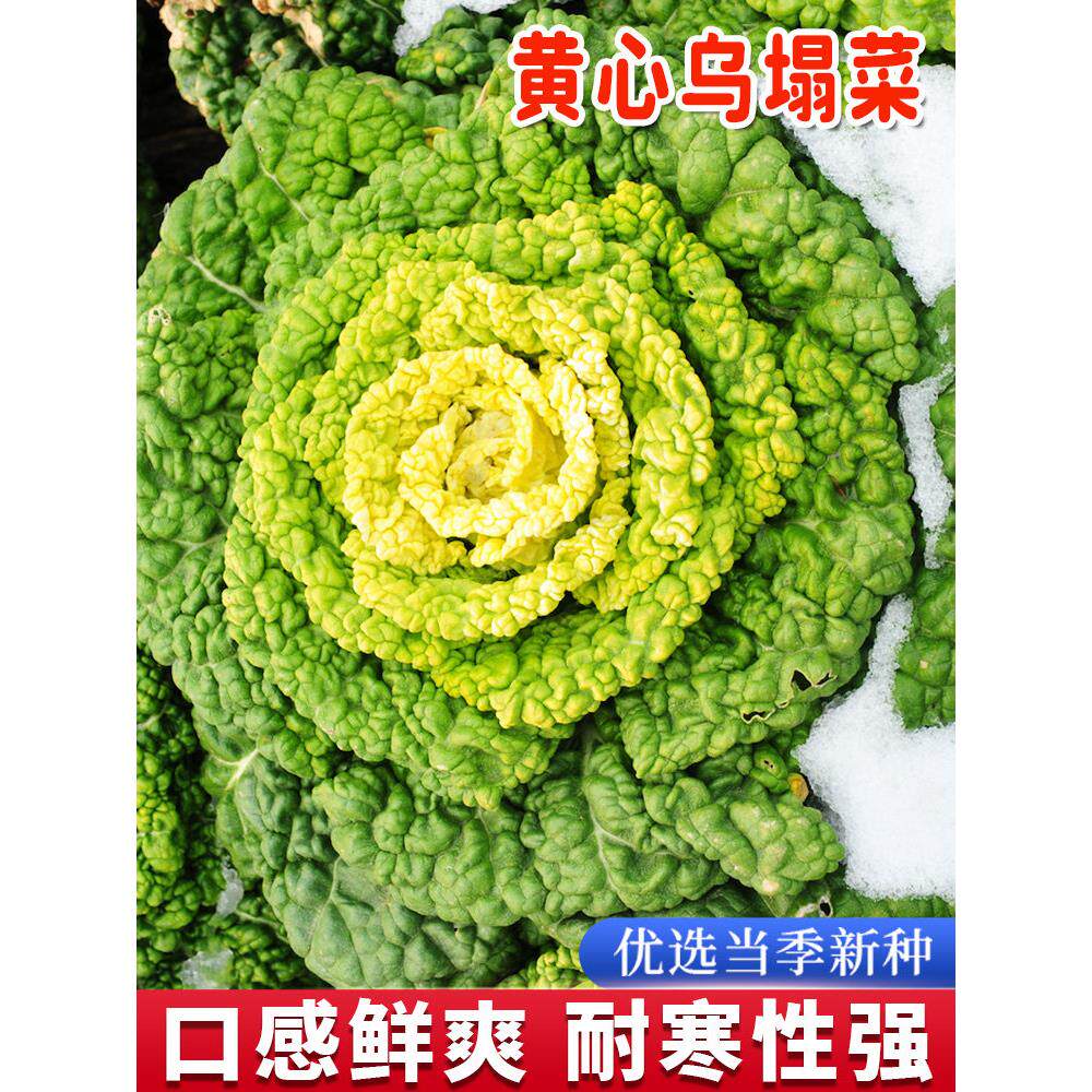 黄心乌塌菜种孑特耐寒籽高