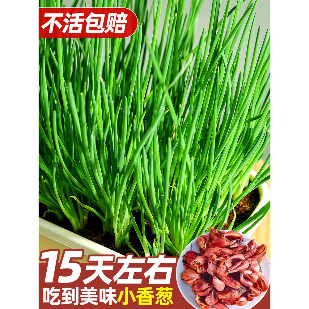 葱种头小四季香籽红苗火子