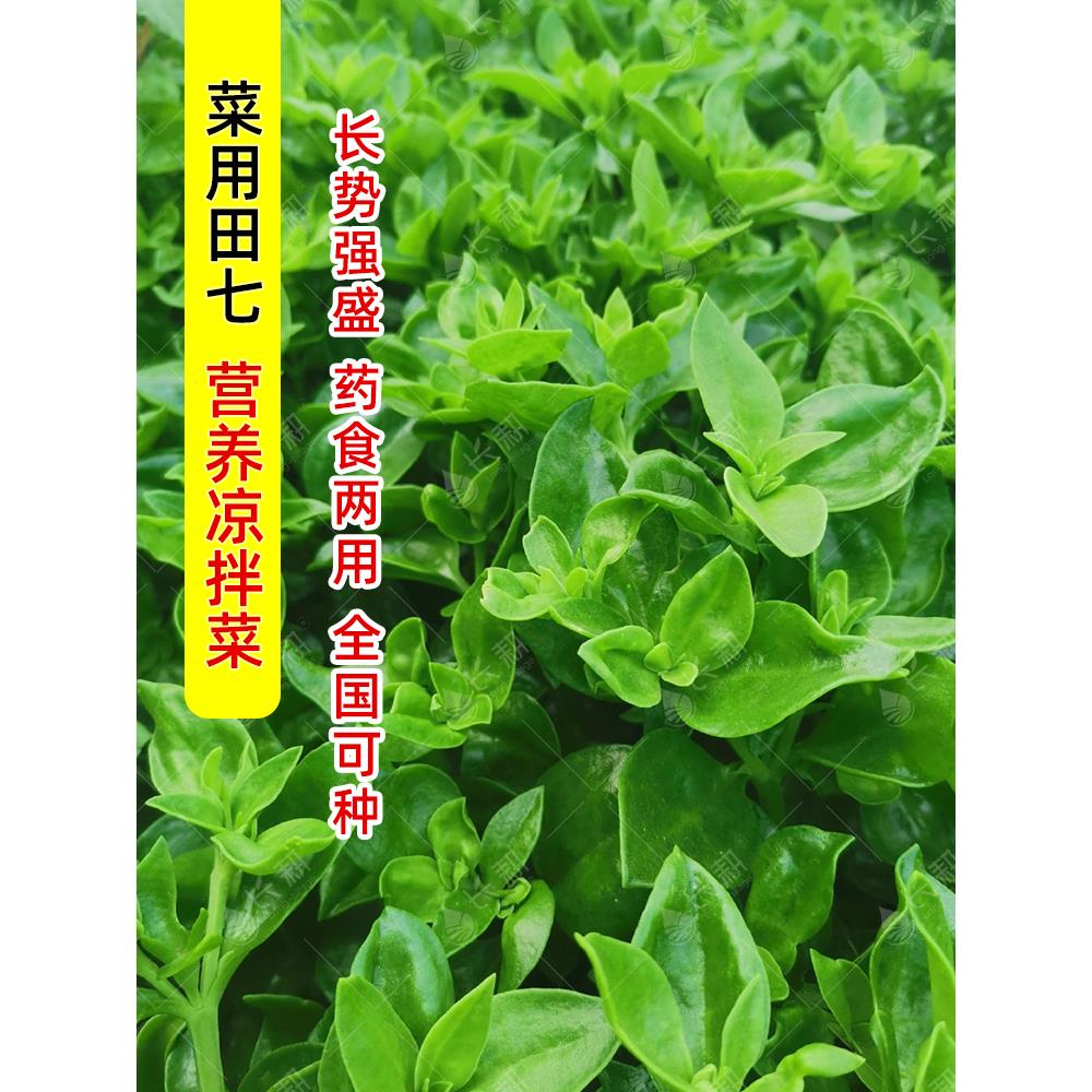 田七种苗穿心莲子春夏四季