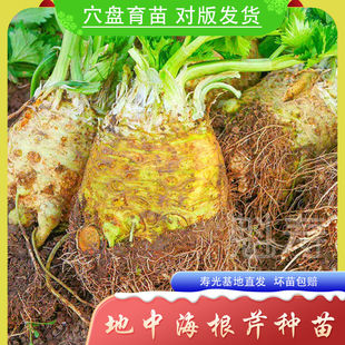 根芹种子孑地中海芹菜根球型蔬菜种苗四季播大田阳台盆栽耐热耐寒