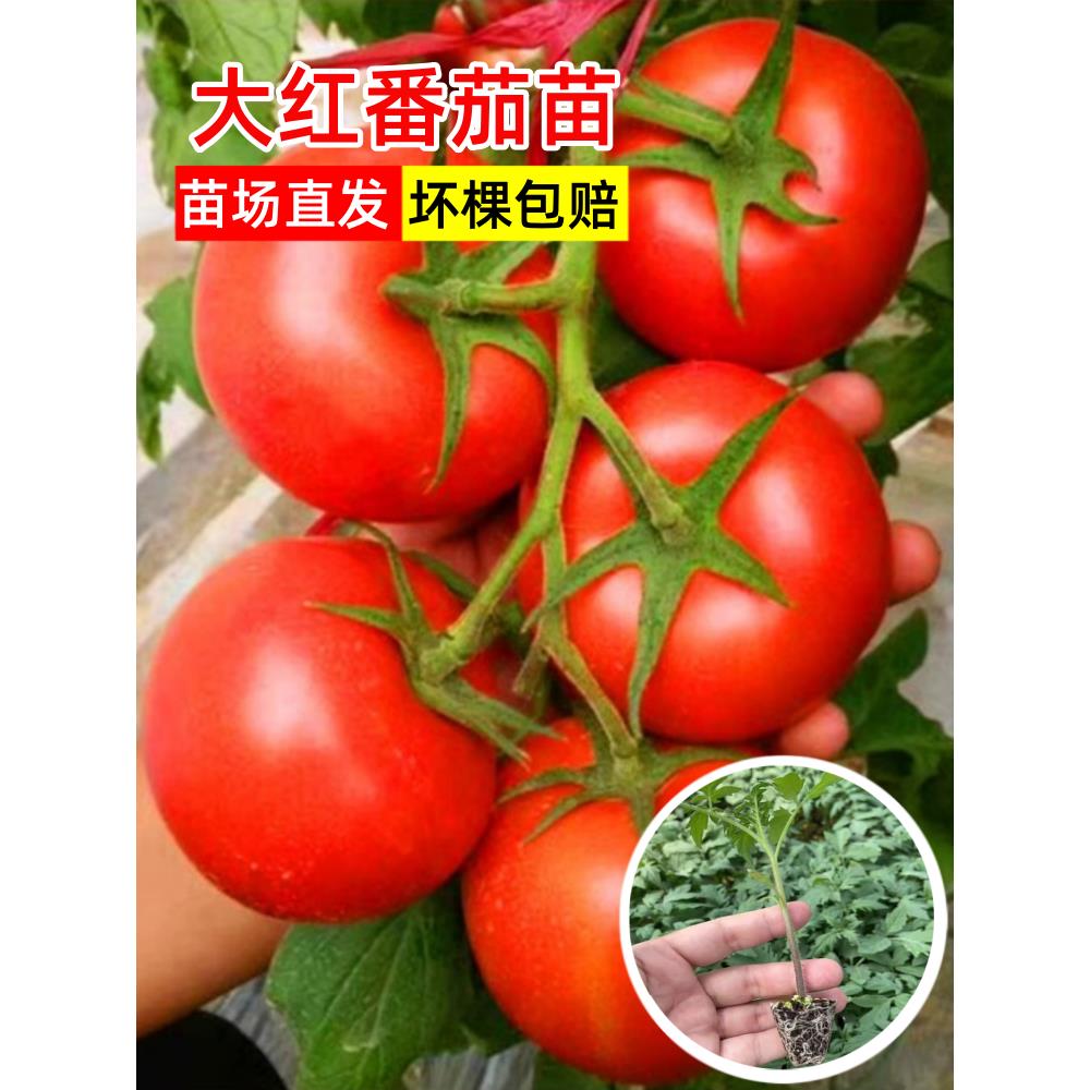 硬果大红番茄苗秧石头老品