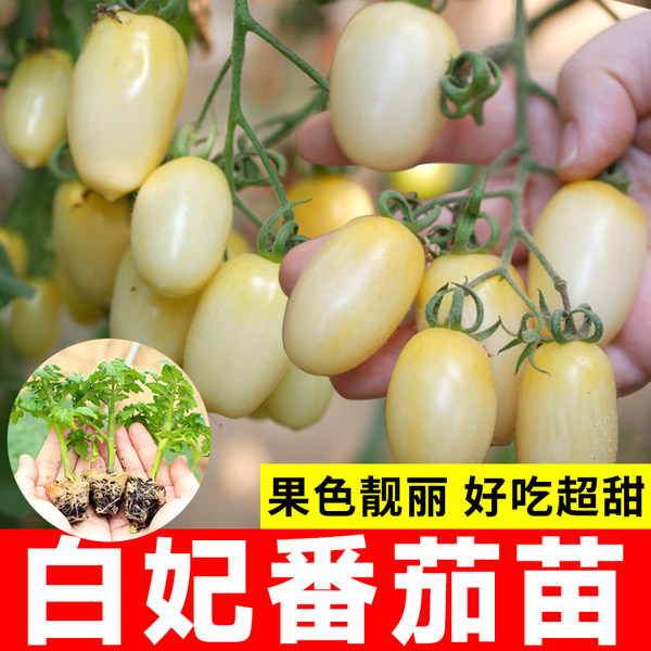 白妃番茄苗秧种子樱桃圣女