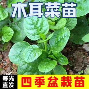 爬藤大叶木耳菜苗猫耳藤菜苗多次采摘食用蔬菜苗秧苗种苗带土发货