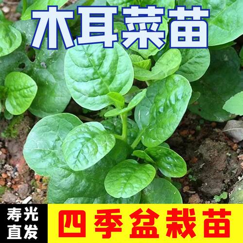 木耳菜苗子木耳菜秧苗四季蔬菜苗