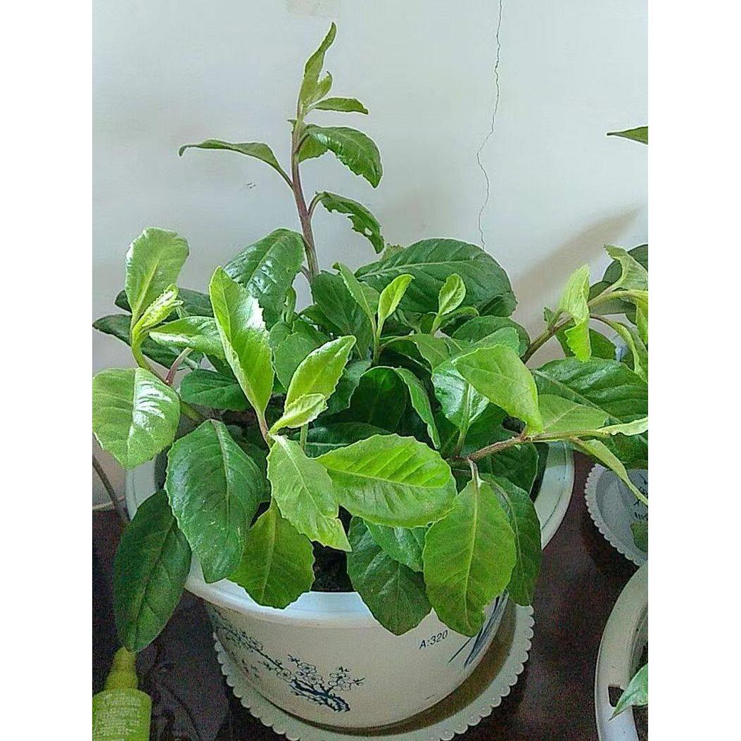 明月草苗盆栽白背三七菜子