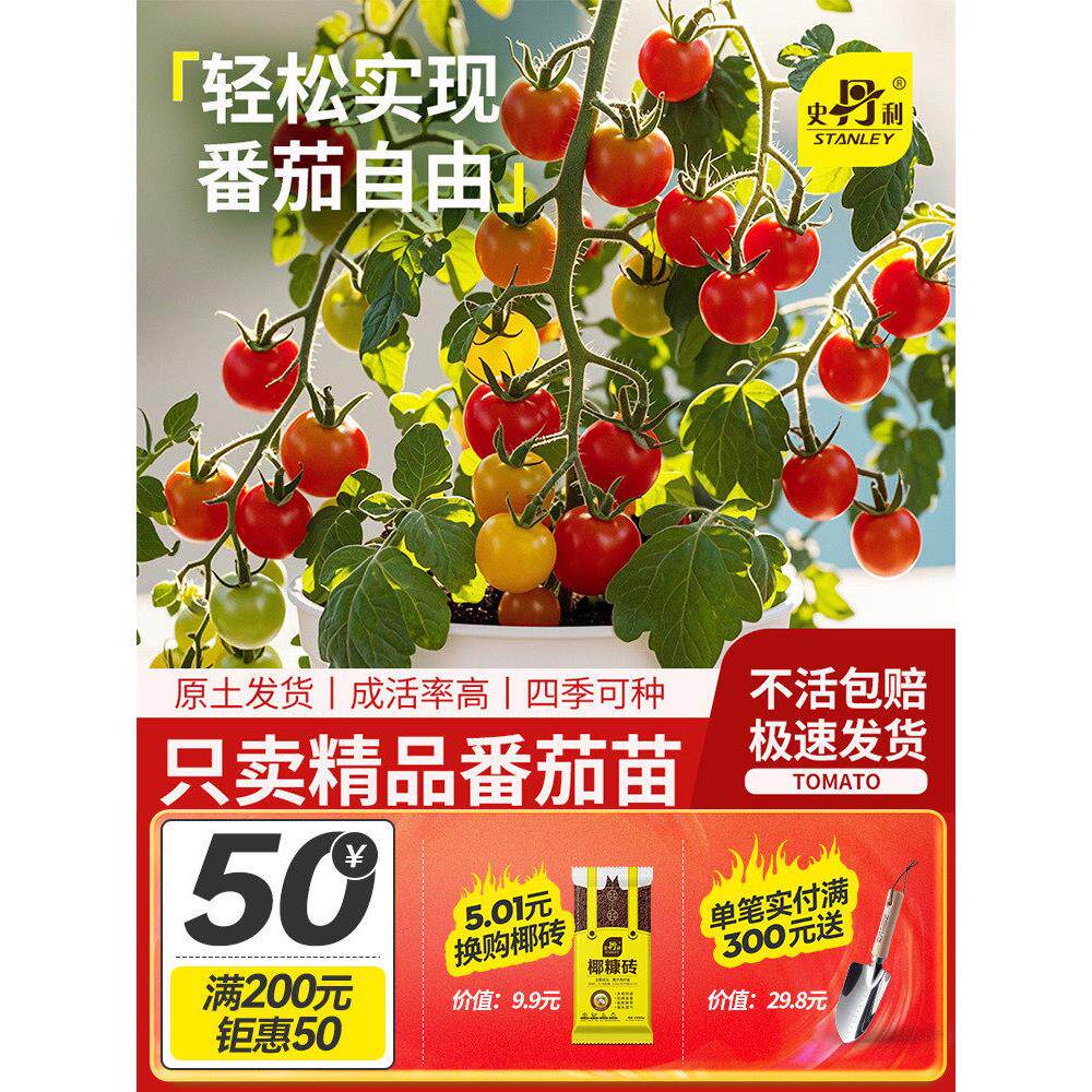 史丹利四季矮生番茄苗水果