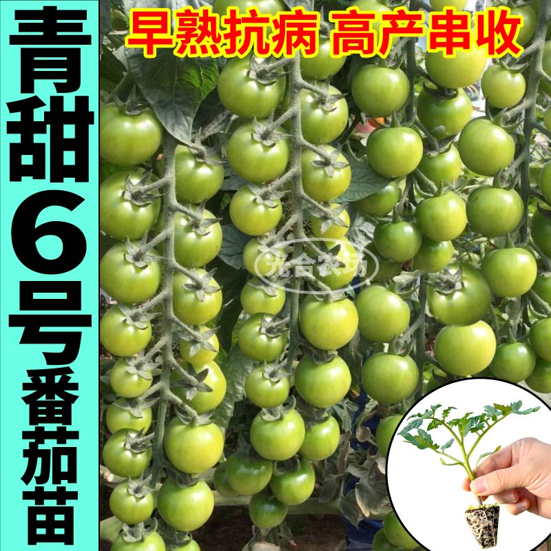 寿光青甜6号番茄苗秧超绿