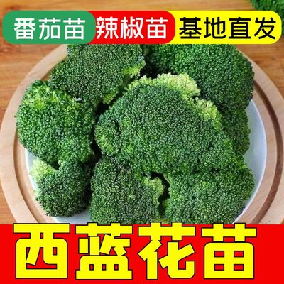 正宗花菜苗子阳台盆栽