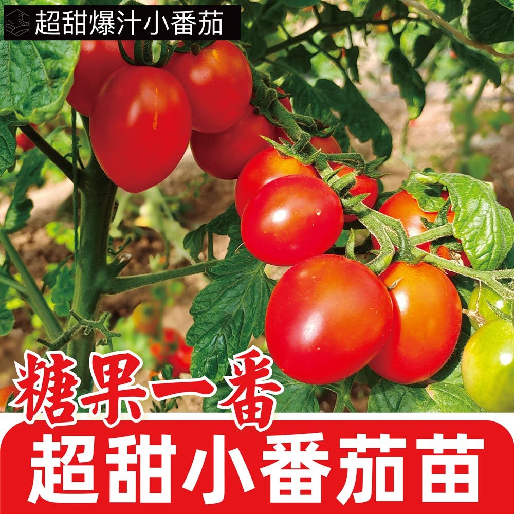 糖果一番樱桃小茄秧苗薄皮