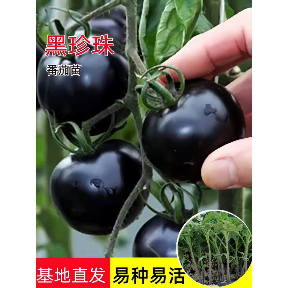 黑珍珠番茄苗秧樱桃小西红
