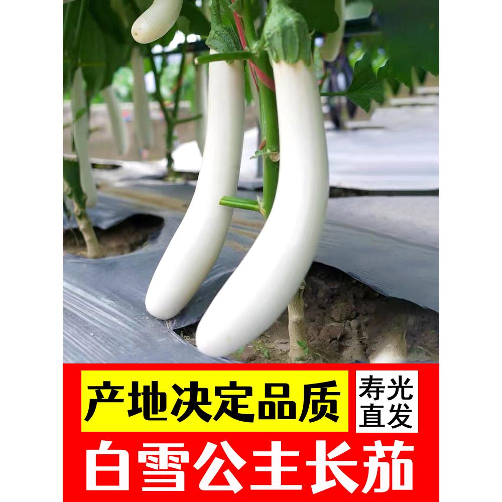 白雪公主长茄苗种子籽水果