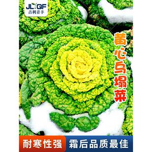 黄心乌塌菜种孑耐寒雪里黄金乌塌菜种子四季蔬菜菊花白菜乌塔菜籽