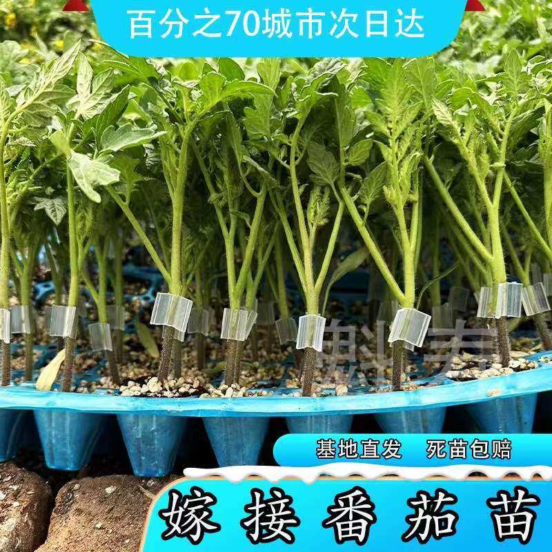 嫁接大红粉番茄苗西柿小四
