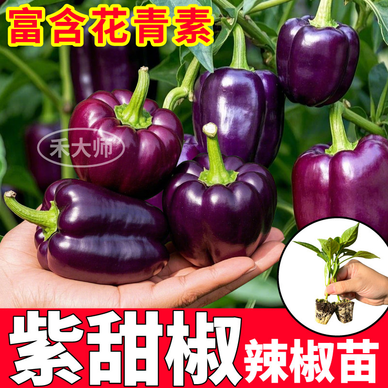 特大果紫甜椒苗秧红黄绿白