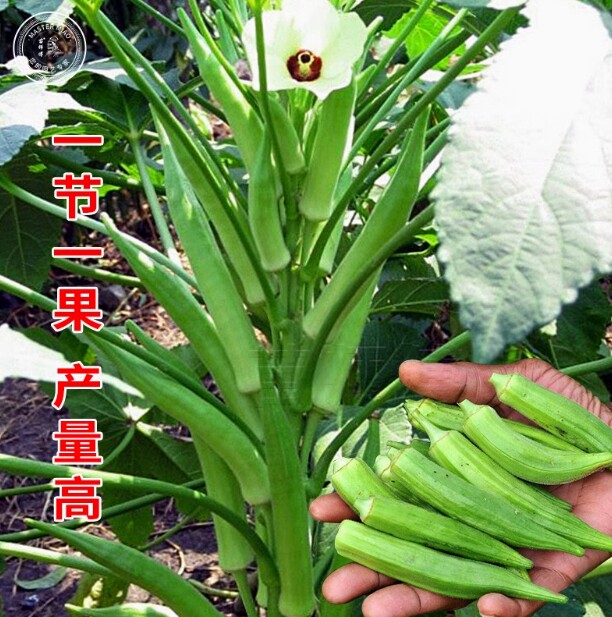 水果秋葵好苗子种蔬菜春季