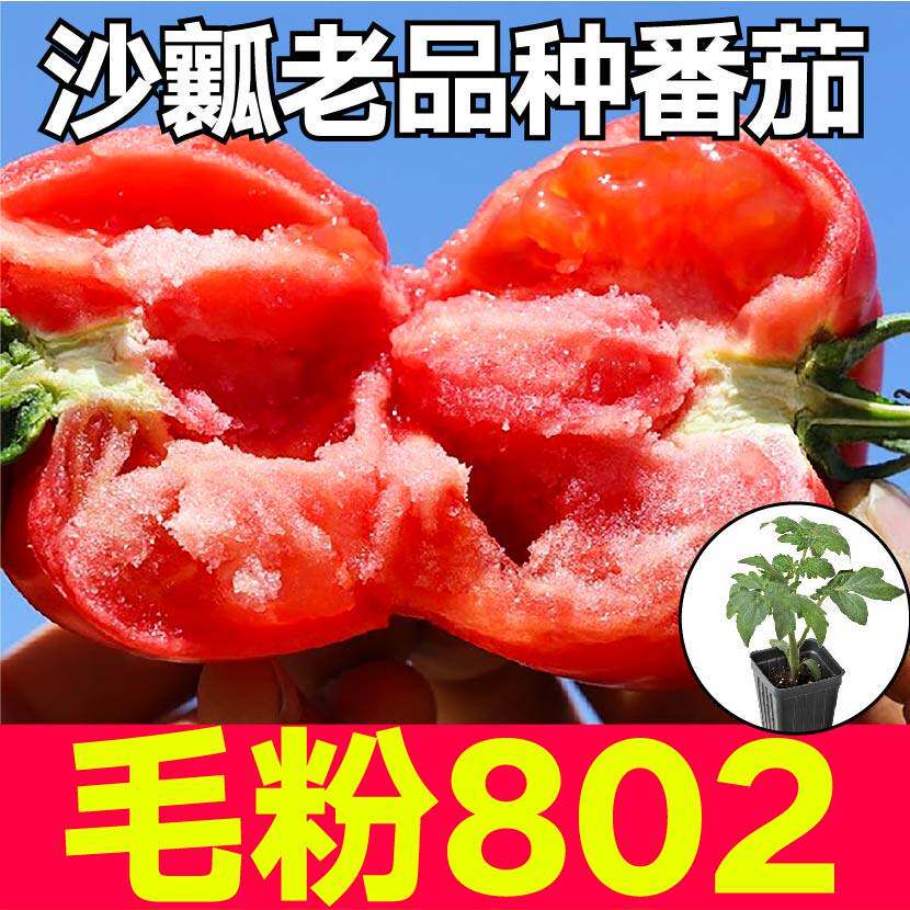 寿光爆甜毛粉802番茄苗秧